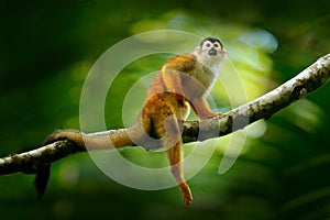 Monkey, long tail in tropic forest. Squirrel monkey, Saimiri oerstedii, sitting on the tree trunk with green leaves, Corcovado NP