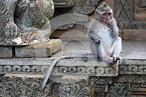 Monkey Long Tailed Macaque