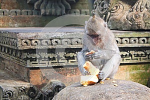 Monkey Long Tailed Macaque