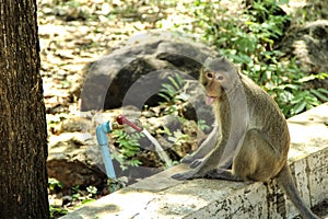 Monkey Long-tailed macaque, Crab-eating macaque