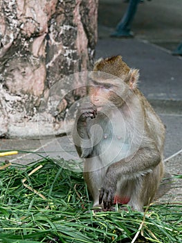 Monkey, Long tailed macaque or crab eating macaque, finding adn eating food in a zoo next to the jungle
