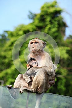 Monkey (Long-Tailed Macaque) with her sweet baby.