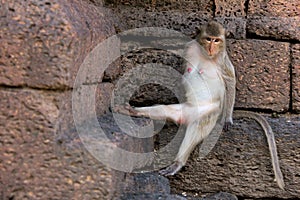 Monkey (long-tailed macaque) sitting on a pile of literate photo