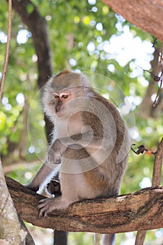 Monkey Longtailed macaque on the tree