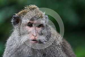 Monkey look