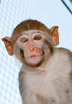 Monkey look on camera in a cage