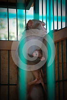 Monkey look with little child in a cage in zoo