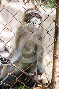 Monkey looking through the bars