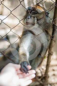 Monkey looking through the bars