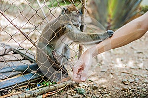 Monkey looking through the bars