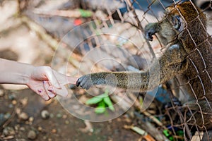 Monkey looking through the bars