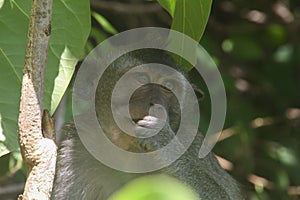 Monkey looking on the branch