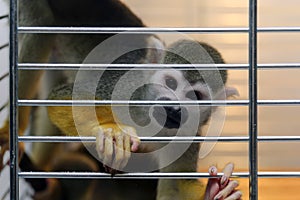 Monkey looking from the cage