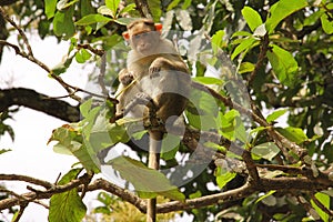 A monkey looking through the camera from a tree top