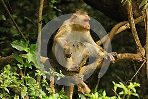 A monkey looking through the camera from a tree top