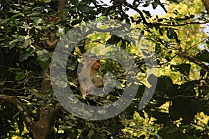 A monkey looking through the camera from a tree top