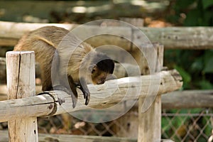 Monkey looking down upon wooden