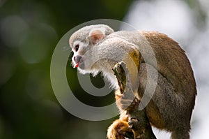 Monkey looking for fun