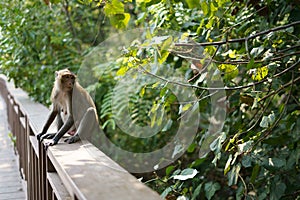 Monkey are looking for something