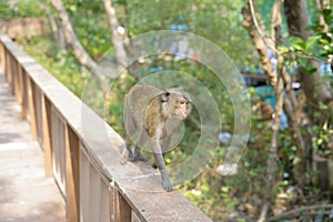 Monkey are looking for something