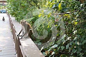 Monkey are looking for something