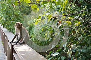 Monkey are looking for something