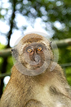 Monkey looking startled