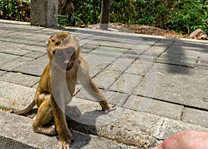 Monkey looking straight in your eyes