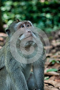 Monkey looking up.