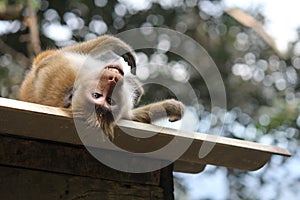 Monkey looking upside down while sleeping on a roof.