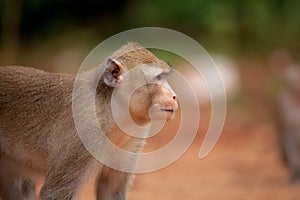 The monkey looks in a distance