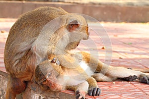 Monkey with love Macaca fascicularis