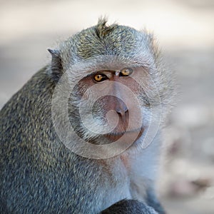 Monkey - macaca fascicularis photo