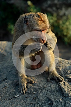 A monkey Macaca fascicularis with funny expression