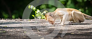 Monkey or Macaca is hungry bent down and use your tongue to lick food scraps on the floor, eating delicious alone. Khao Ngu Stone