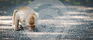 Monkey or Macaca is hungry bent down and use your tongue to lick food scraps on the floor, eating delicious alone. Khao Ngu Stone