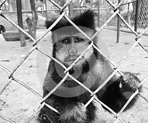 Monkey, macaco photo