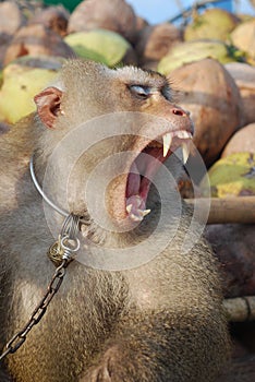Monkey Macaque Coconut Agape