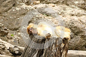 Monkey macaque magot lying on stumb