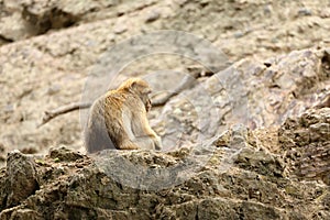 Monkey macaque magot sitting on rock