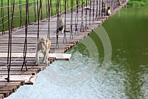 Monkey or macaque sitting on the old suspension bridge with green nature background