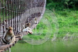Monkey or macaque sitting on the old suspension bridge with green nature background