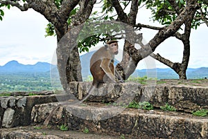 A monkey. A macaque. A wild monkey.