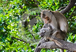 Monkey macaques eating sunflower seed