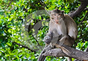Monkey macaques sitting on tree