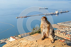 A monkey magot is sitting and looking to the up. Strait of Gibraltar.