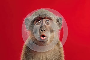 Monkey Making Kissy Face on Bright Red Background