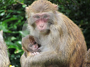 Monkey Mam Feeding a Baby photo