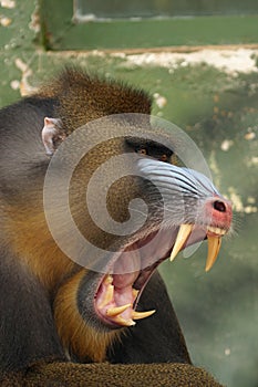 monkey Mandrill photo