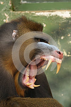 monkey Mandrill photo